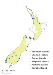 Hypericum calycinum distribution map based on databased records at AK, CHR and WELT.
 Image: K. Boardman © Landcare Research 2014 